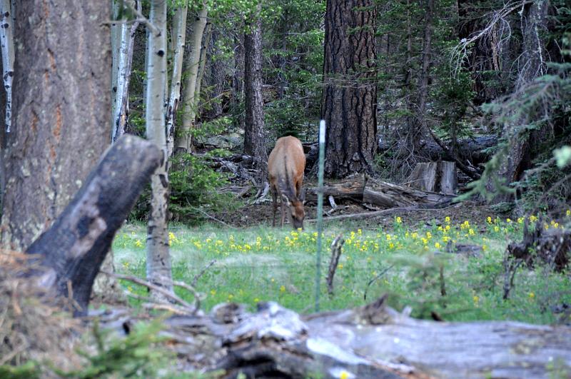 1006111920-Baldy 094.jpg